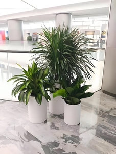 宁波北仑盆景租摆专业,满足多样需求><div class=